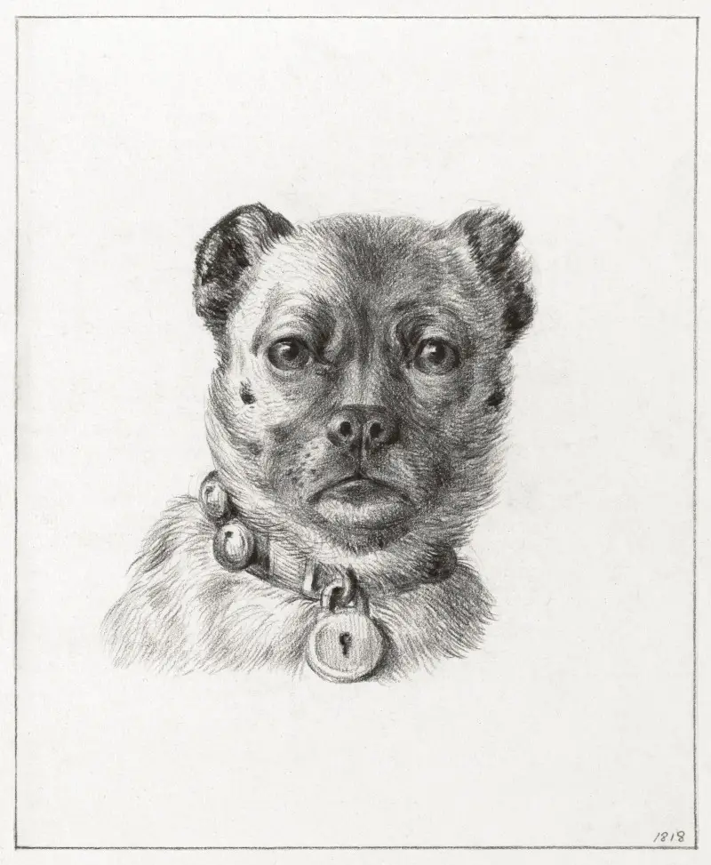 Dog head with a collar by Jean Bernard